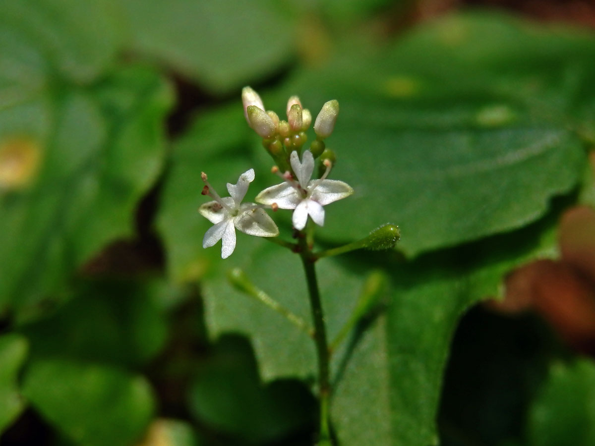 Čarovník alpský (Circaea alpina L.)