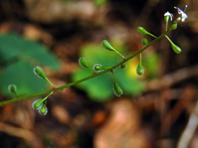 Čarovník alpský (Circaea alpina L.)