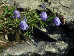 Zvonek okrouhlolistý skalní (Campanula rotundifolia subsp. sudetica (Hruby) Soó)