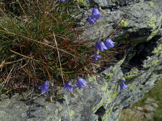 Zvonek okrouhlolistý skalní (Campanula rotundifolia subsp. sudetica (Hruby) Soó)