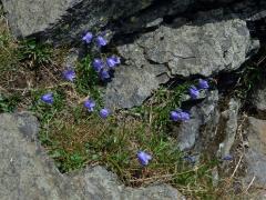 Zvonek okrouhlolistý skalní (Campanula rotundifolia subsp. sudetica (Hruby) Soó)