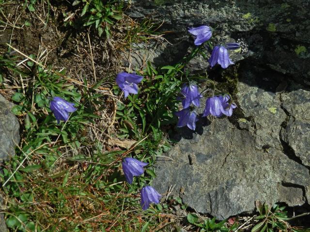 Zvonek okrouhlolistý skalní (Campanula rotundifolia subsp. sudetica (Hruby) Soó)