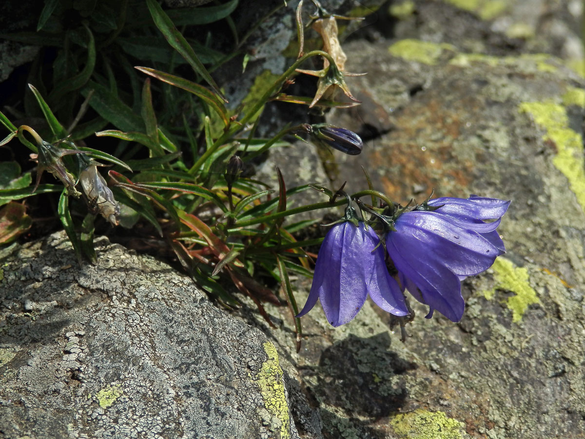 Zvonek okrouhlolistý skalní (Campanula rotundifolia subsp. sudetica (Hruby) Soó)