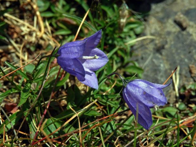 Zvonek okrouhlolistý skalní (Campanula rotundifolia subsp. sudetica (Hruby) Soó)