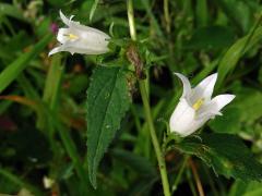 Zvonek kopřivolistý (Campanula trachelium L.) s bílými květy (5b)