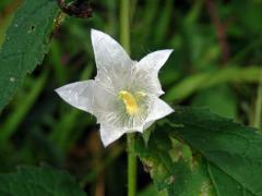 Zvonek kopřivolistý (Campanula trachelium L.) s bílými květy (5c)