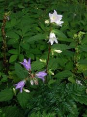 Zvonek kopřivolistý (Campanula trachelium L.) s bílými květy (3)