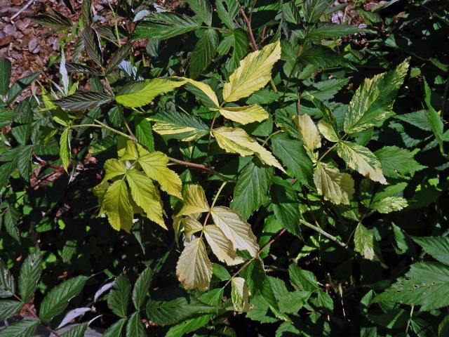 Ostružiník maliník (Rubus idaeus L.) s panašovanými listy