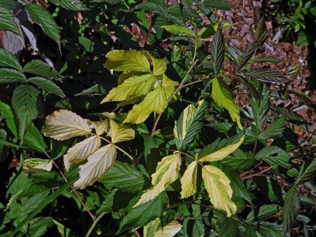 Ostružiník maliník (Rubus idaeus L.) s panašovanými listy