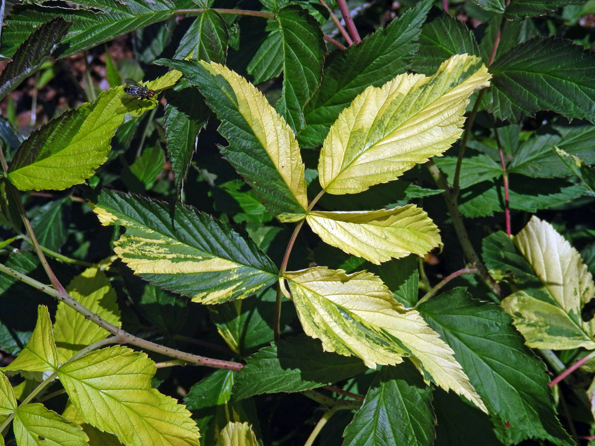 Ostružiník maliník (Rubus idaeus L.) s panašovanými listy