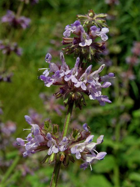 Šalvěj přeslenitá (Salvia verticillata L.)