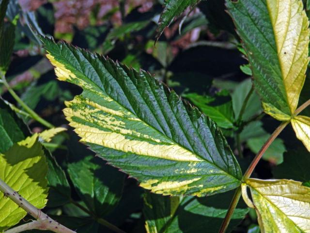 Ostružiník maliník (Rubus idaeus L.) s panašovanými listy