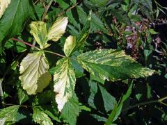 Ostružiník maliník (Rubus idaeus L.) s panašovanými listy