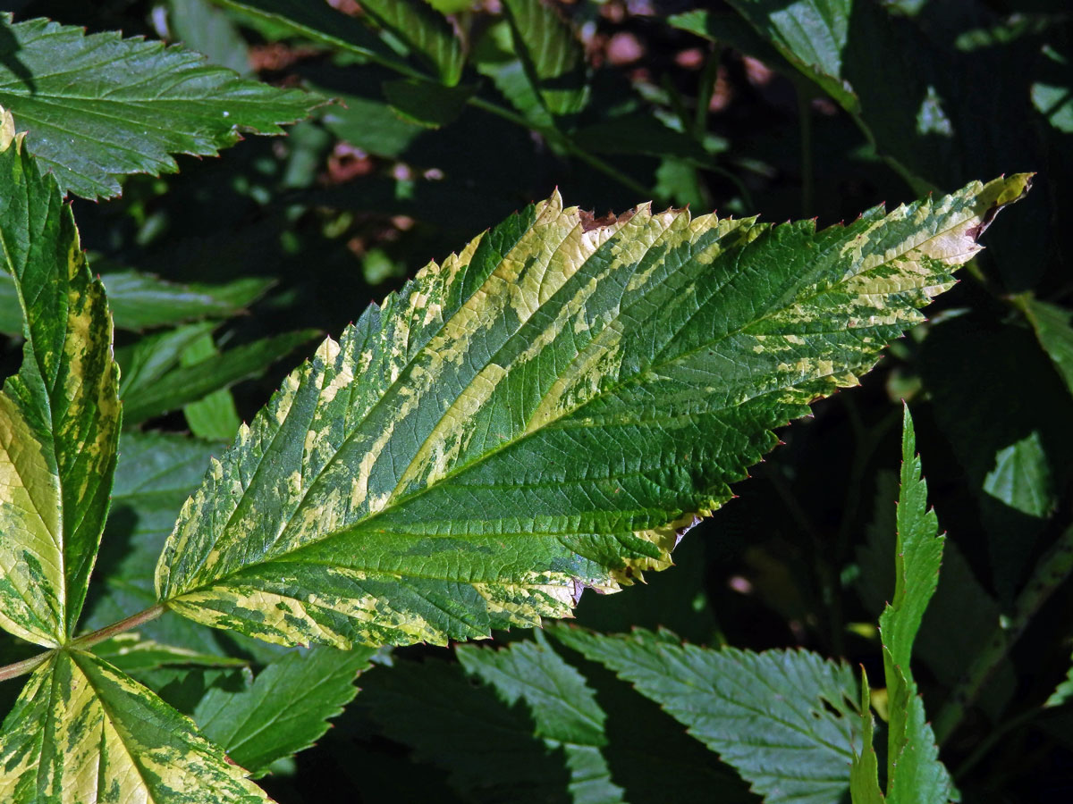 Ostružiník maliník (Rubus idaeus L.) s panašovanými listy