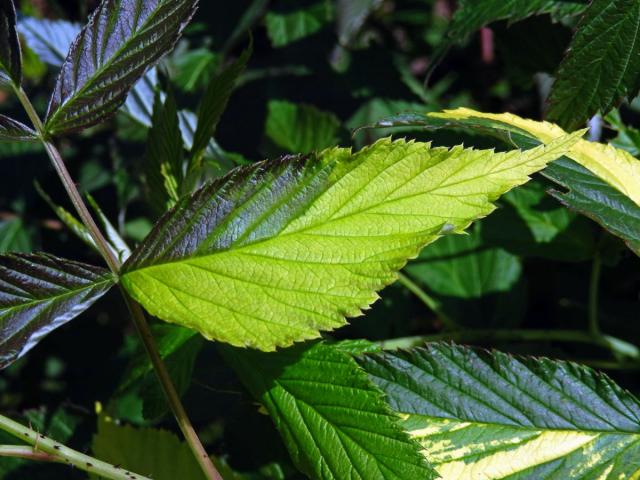 Ostružiník maliník (Rubus idaeus L.) s panašovanými listy