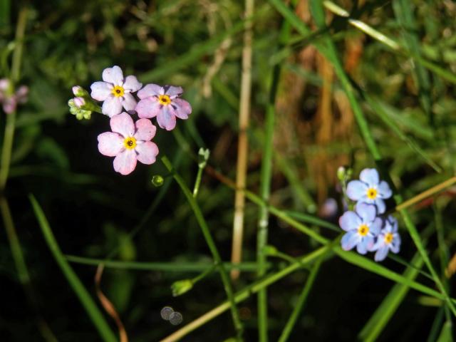 Pomněnka bahenní (Myosotis palustris (L.) L.) s duhově zbarveným květem (4a)