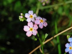 Pomněnka bahenní (Myosotis palustris (L.) L.) s duhově zbarveným květem (4b)