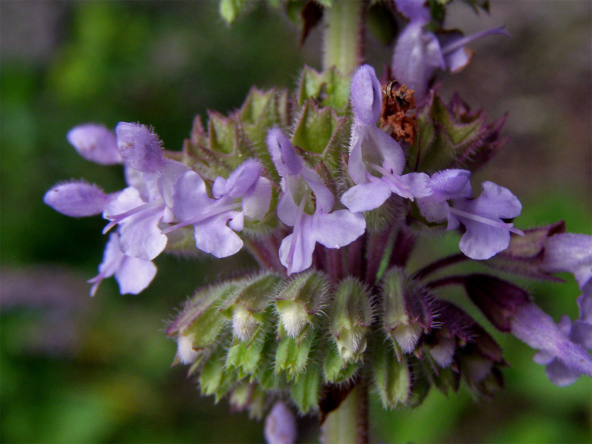 Šalvěj přeslenitá (Salvia verticillata L.)