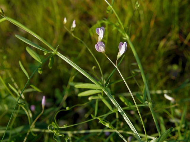 Vikev čtyřsemenná (Vicia tetrasperme (L.) Schreber)