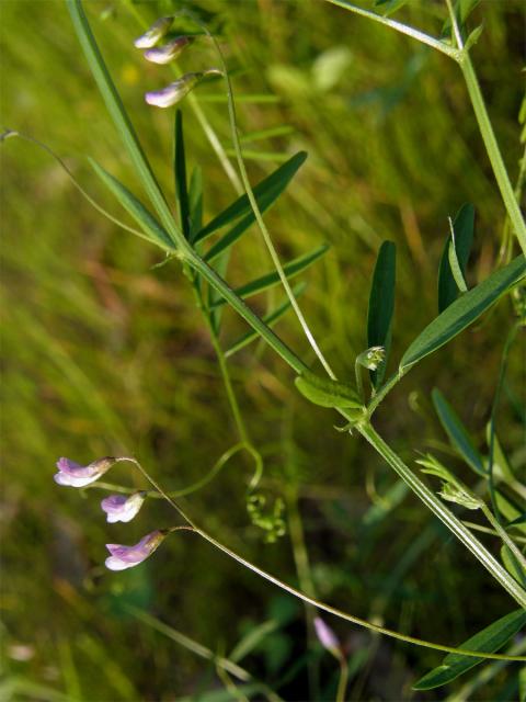 Vikev čtyřsemenná (Vicia tetrasperme (L.) Schreber)