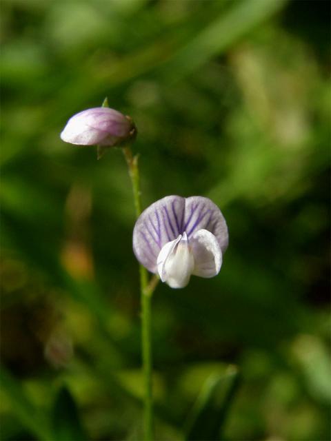 Vikev čtyřsemenná (Vicia tetrasperme (L.) Schreber)