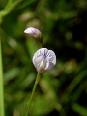 Vikev čtyřsemenná (Vicia tetrasperme (L.) Schreber)