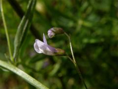 Vikev čtyřsemenná (Vicia tetrasperme (L.) Schreber)