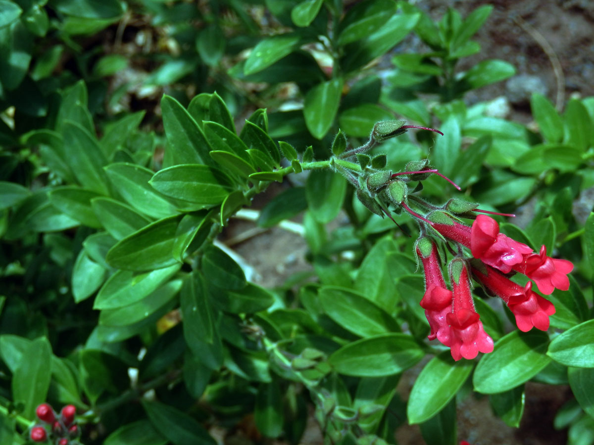 Gambelia speciosa Nutt.