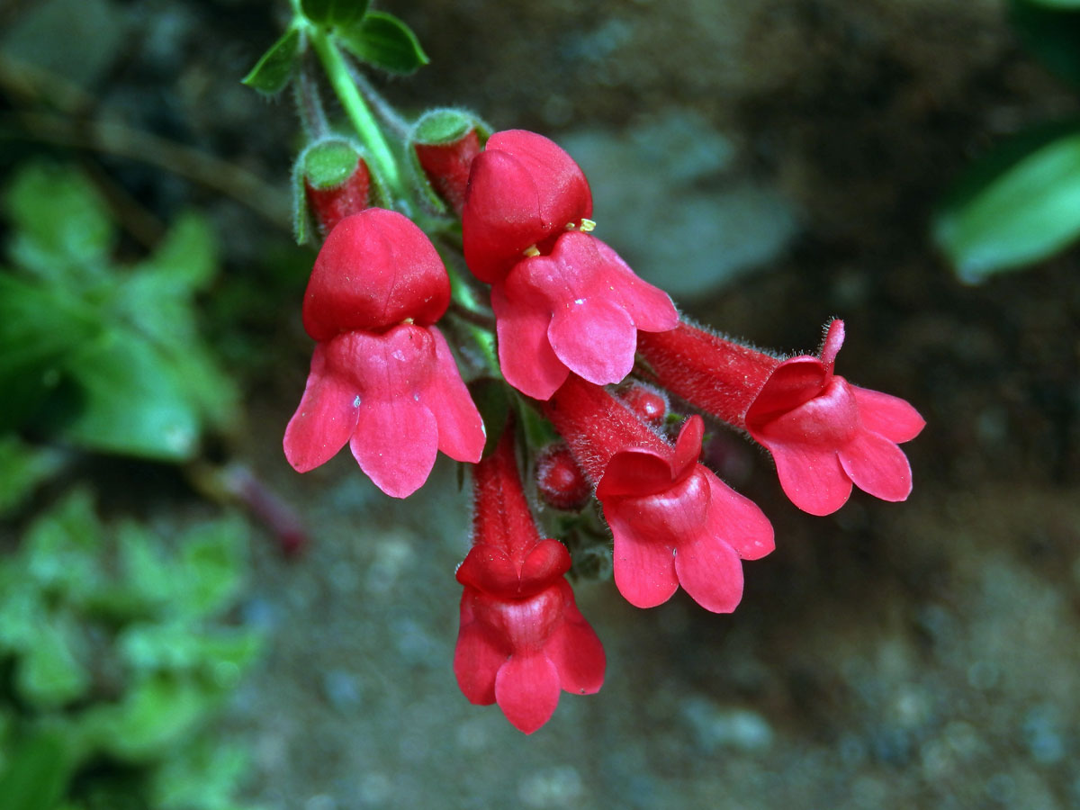 Gambelia speciosa Nutt.