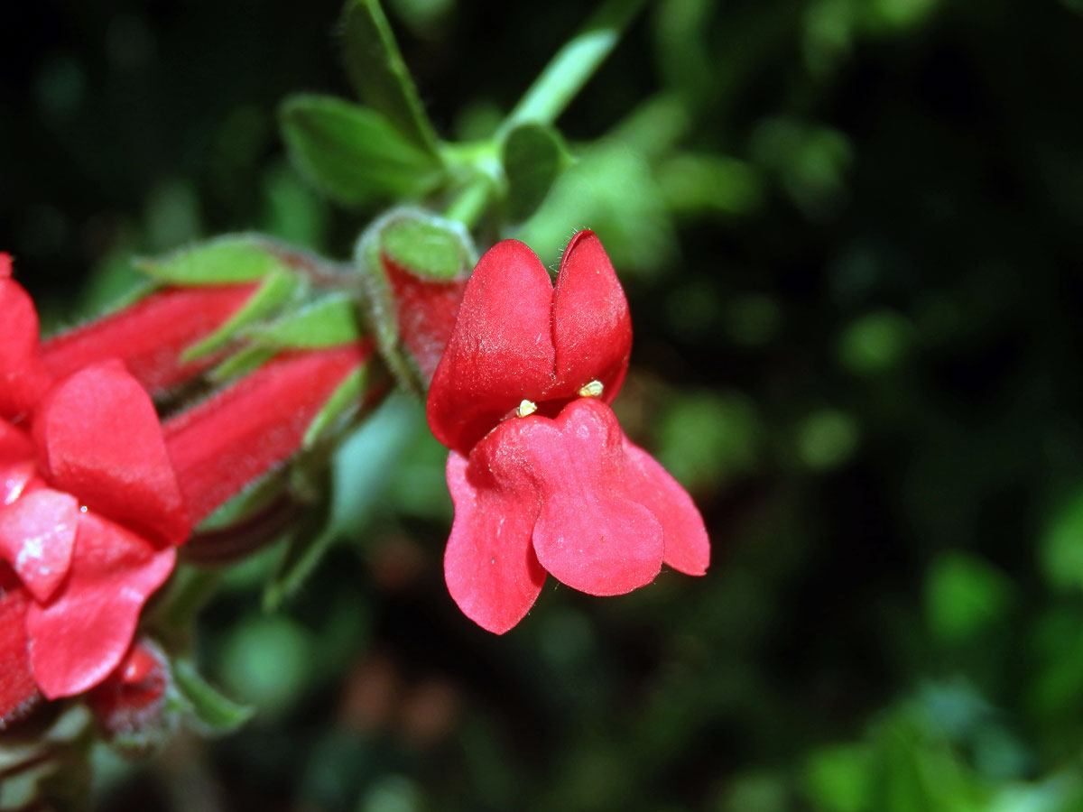 Gambelia speciosa Nutt.