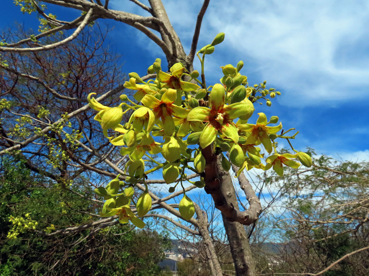 Lejnice (Sterculia murex Hemsl.)