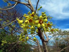 Lejnice (Sterculia murex Hemsl.)