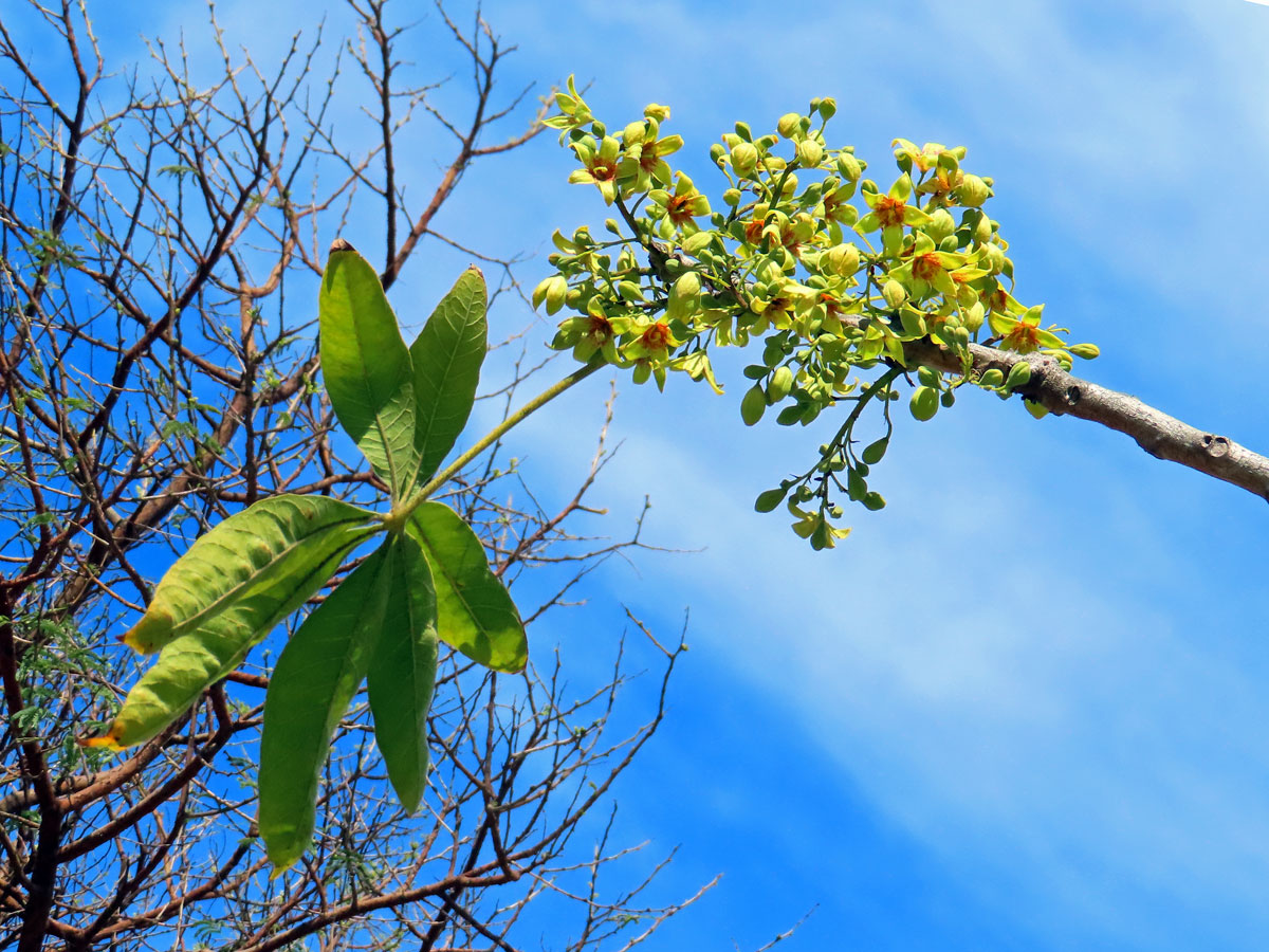 Lejnice (Sterculia murex Hemsl.)