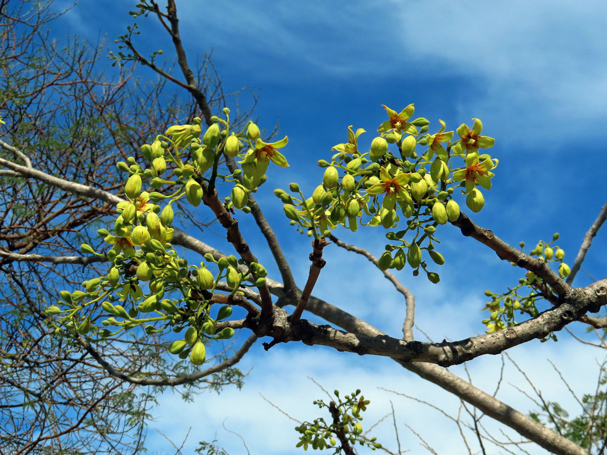 Lejnice (Sterculia murex Hemsl.)