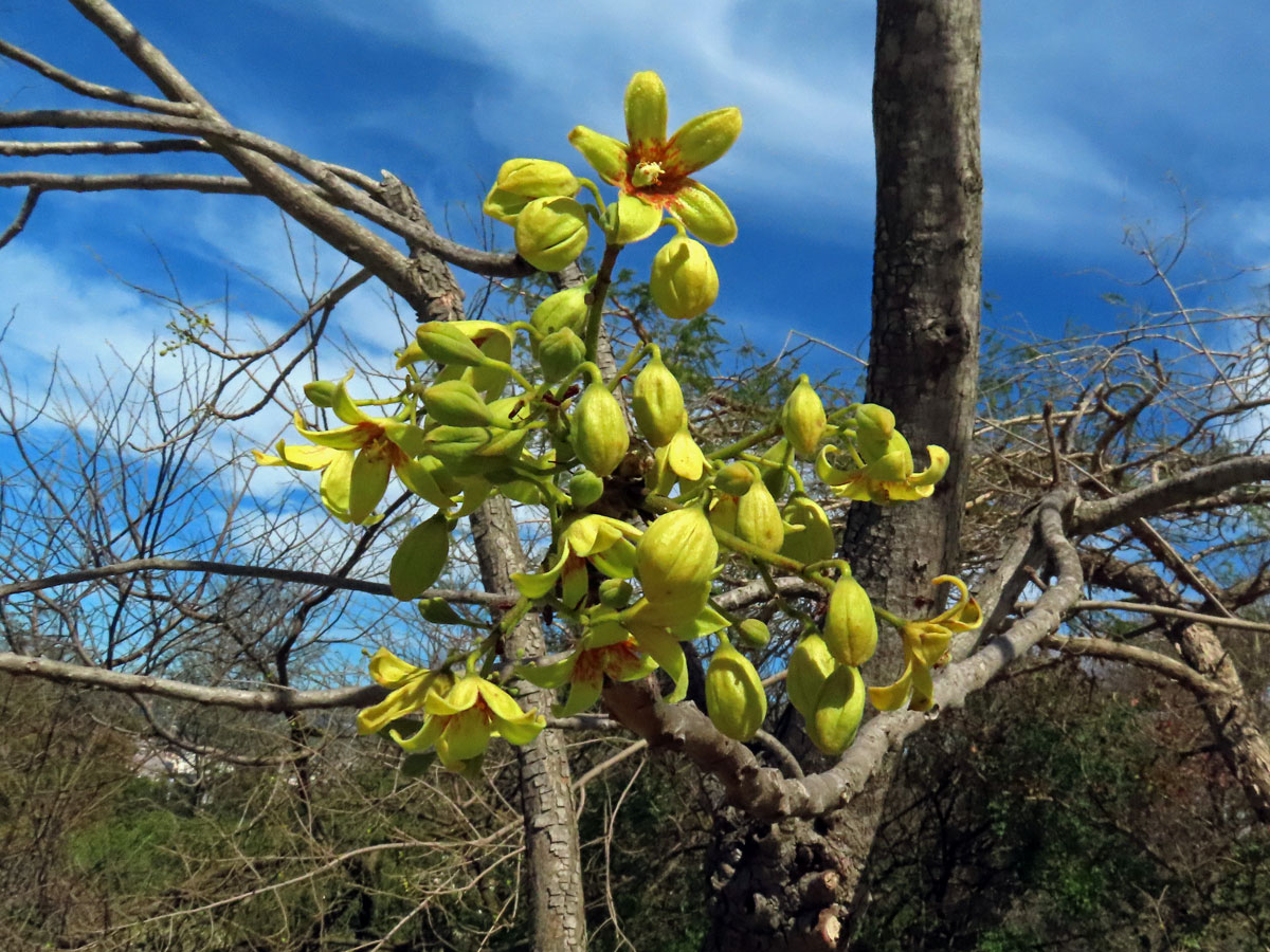 Lejnice (Sterculia murex Hemsl.)