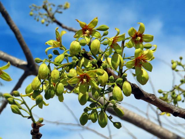 Lejnice (Sterculia murex Hemsl.)