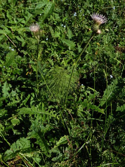 Pcháč potoční x zelinný (Cirsium rivilare x oleraceum)