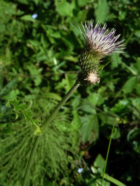 Pcháč potoční x zelinný (Cirsium rivilare x oleraceum)