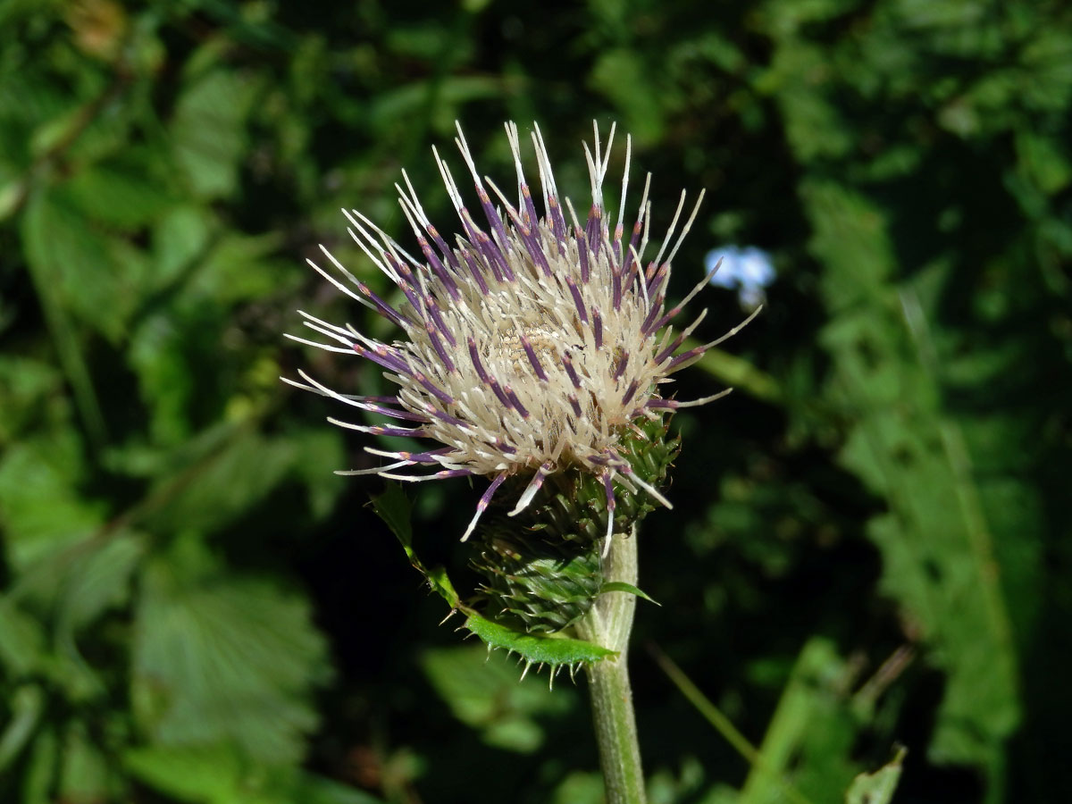 Pcháč potoční x zelinný (Cirsium rivilare x oleraceum)