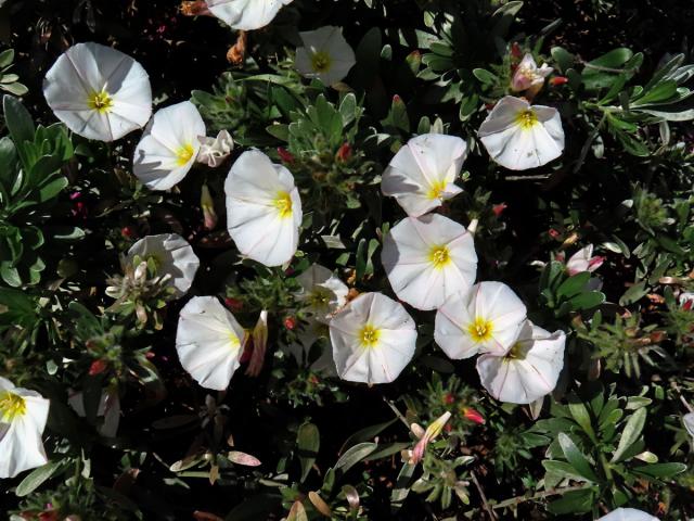 Svlačec (Convolvulus cneorum L.)