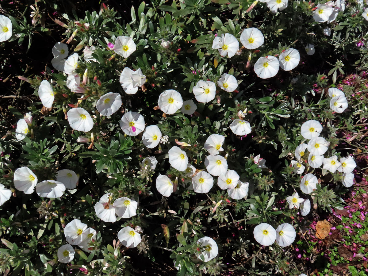 Svlačec (Convolvulus cneorum L.)