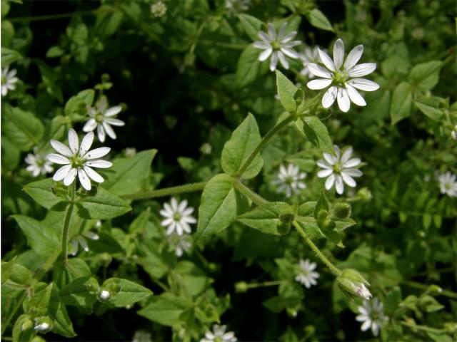 Křehkýš vodní (Myosoton aquaticum (L.) Moench)