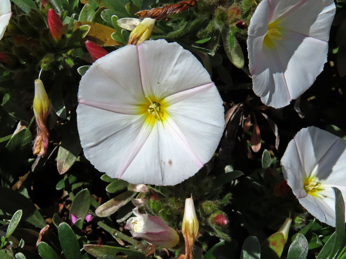 Svlačec (Convolvulus cneorum L.)