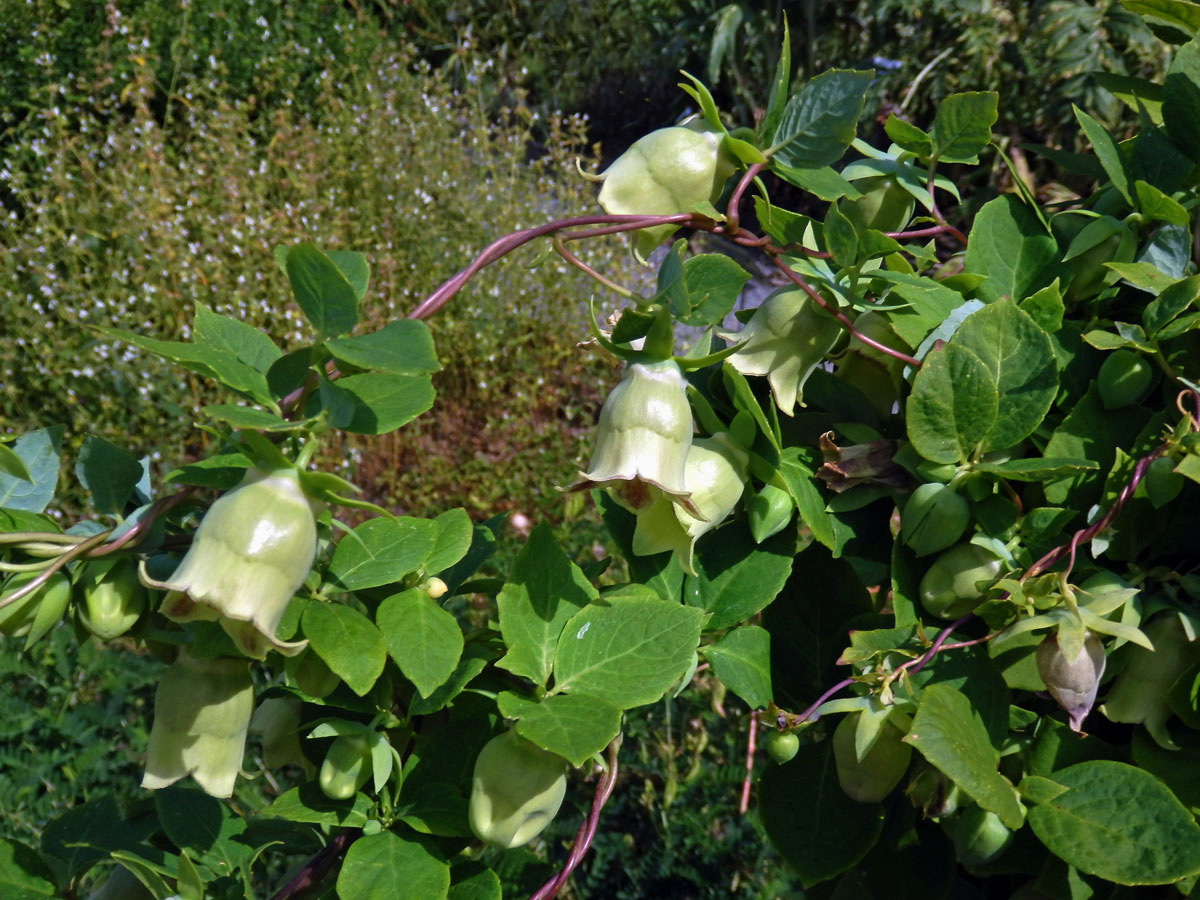 Pazvonek kopinatý (Codonopsis lanceolata (Siebold & Zucc.) Benth. & Hook. f. ex Trautv.)