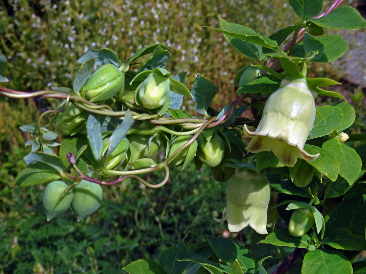 Pazvonek kopinatý (Codonopsis lanceolata (Siebold & Zucc.) Benth. & Hook. f. ex Trautv.)