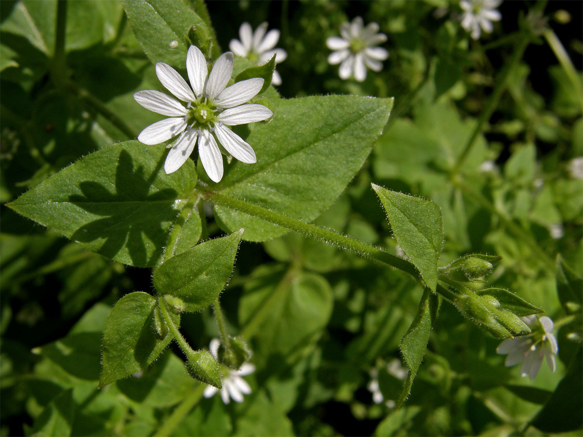 Křehkýš vodní (Myosoton aquaticum (L.) Moench)