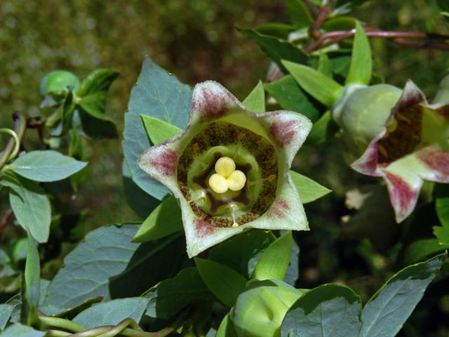 Pazvonek kopinatý (Codonopsis lanceolata (Siebold & Zucc.) Benth. & Hook. f. ex Trautv.)