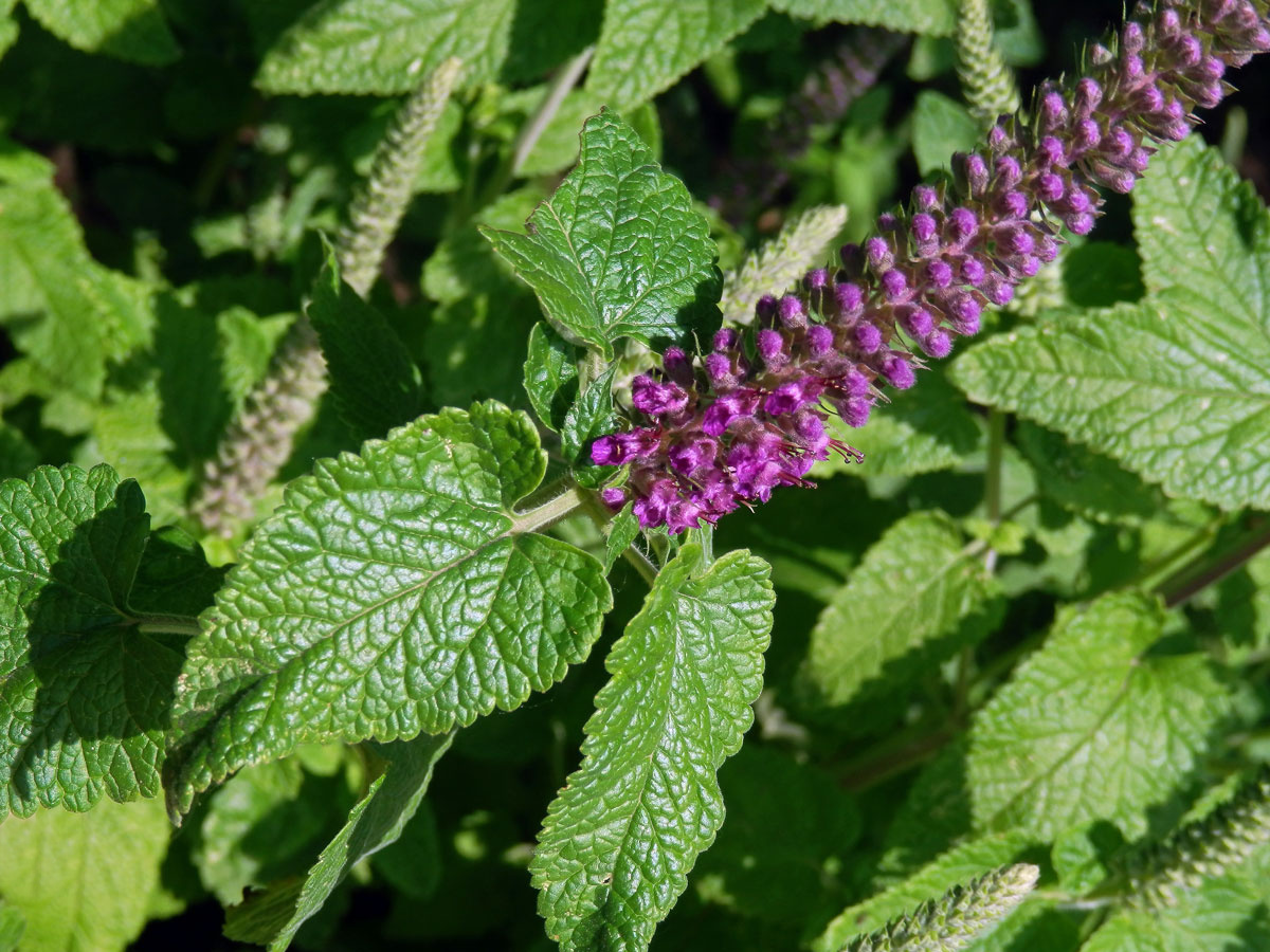 Ožanka (Teucrium hircanicum L.)