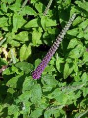 Ožanka (Teucrium hircanicum L.)