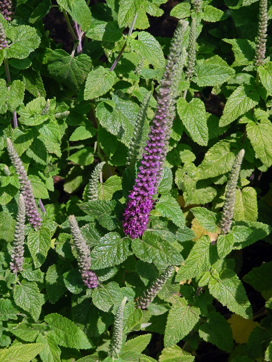 Ožanka (Teucrium hircanicum L.)